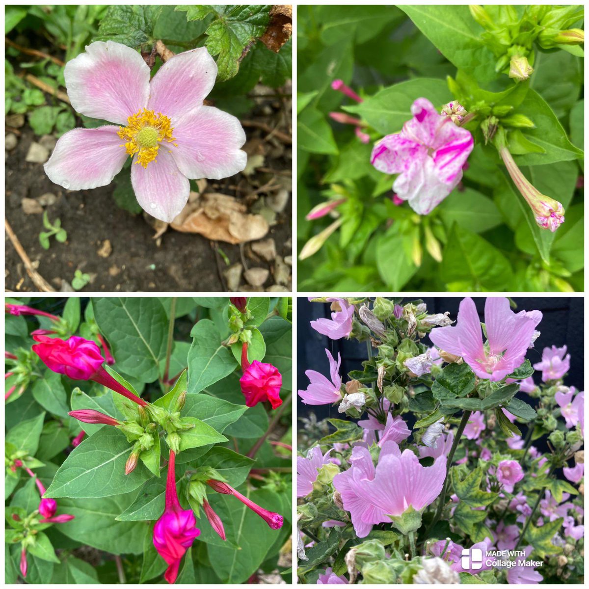 dartnell_park's tweet photo. Stunning flowers in our park 🌺 https://t.co/GUfwruy73F