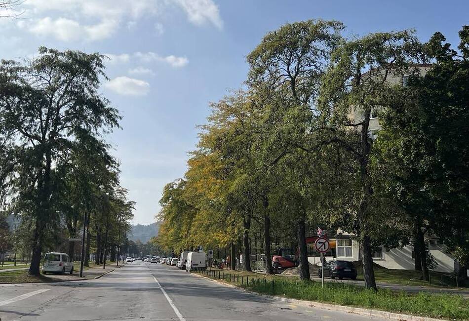 JanZuzek's tweet photo. @starihalj Za referenco, kaksna drevesa so bila pred prenovo… https://t.co/HbcfJFAquq