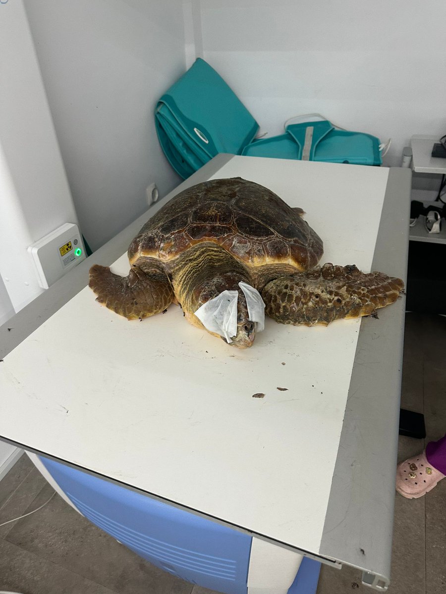 TORTUGA MARINA ATENDIDA EN EQUINAC ESTE FIN DE SEMANA.

Este sábado, recibíamos el aviso de la Junta de Andalucía, de la presencia de una tortuga marina viva varada en el Zapillo, en Almería.