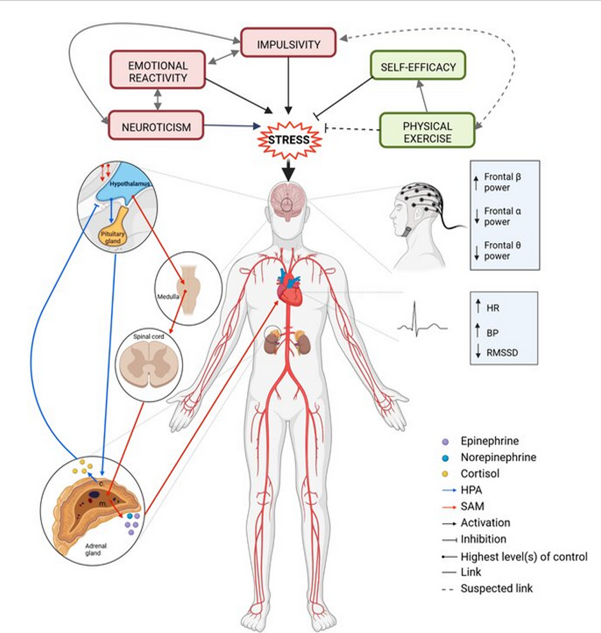 npi_dshs's tweet photo. 📢 New study out! After 8 weeks of HIIT compared to stretching, there was no significant change in the psychoneuroendocrine response to acute psychological stress in emotionally impulsive individuals. 🤔🧠Read more here: https://t.co/YhR2kcKuTR #HIIT #MentalHealth @EJAP_official https://t.co/WGC5c5Qa3E