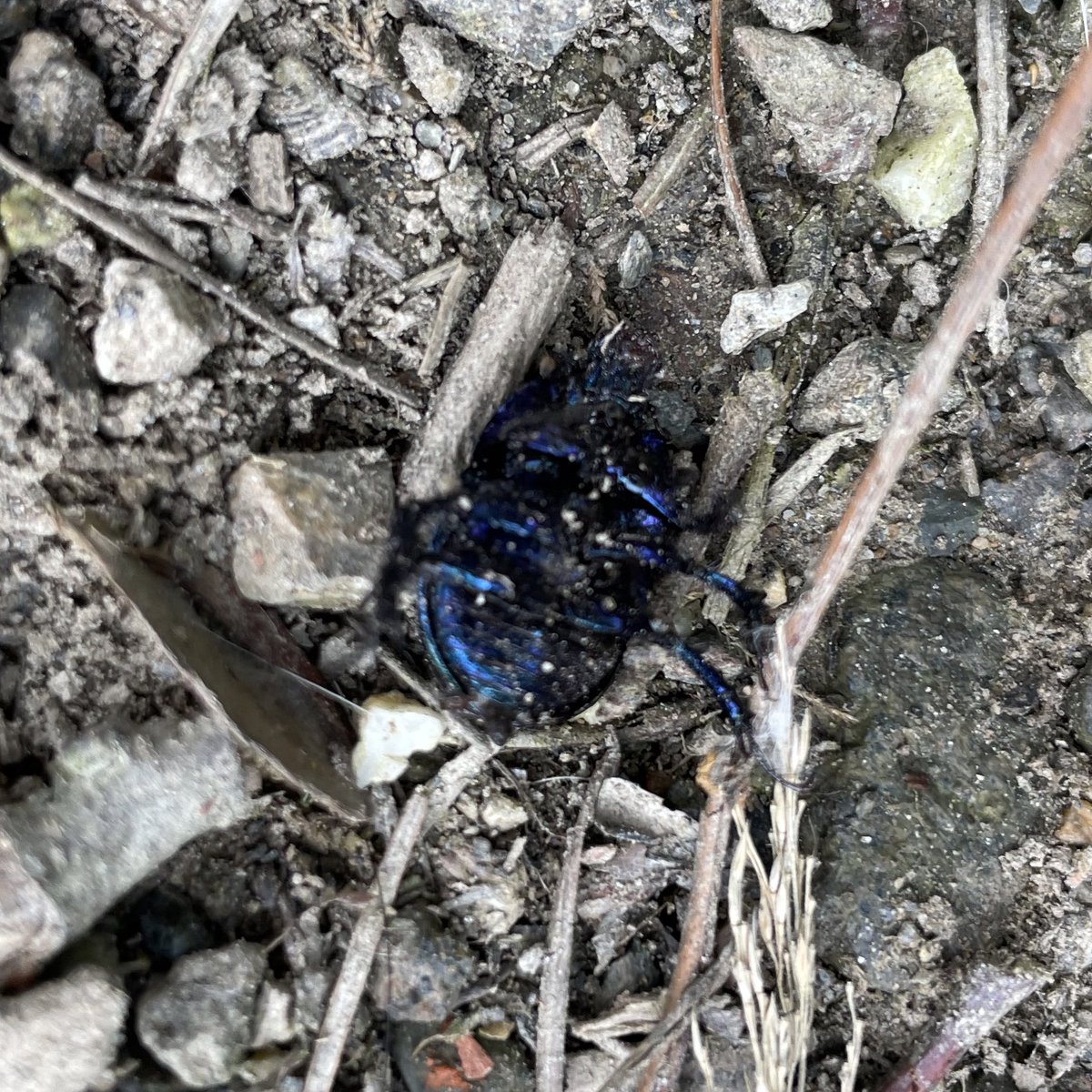 Oil beetles are endangered, and part of this is due to eating dog poop. Dogs are given worming tablets, and these don’t just kill worms, they kill the oil beetles who eat it.

I saw 50 dead or dying beetles today.

Leaving dog poo behind isn’t just gross, it’s ecocide: