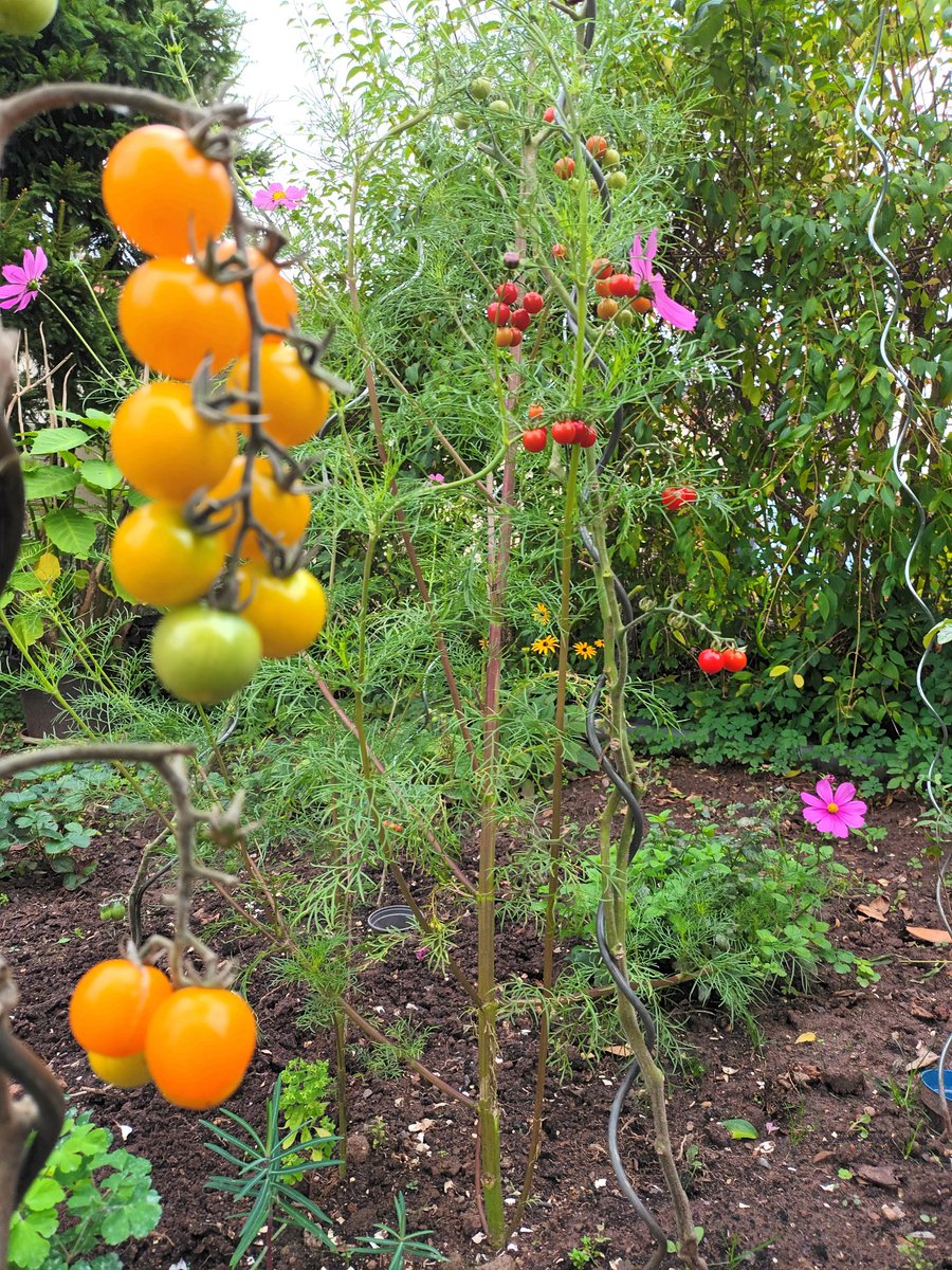kristallnaach's tweet photo. #Elchenländle24 #Schweden #danach
Das muss wohl schon ❤️ #Liebe sein...
Meine #Cosmea #Schmuckkörbchen
eng umschlungen (extra für #Bienen)
#Tomate #Tomaten Sorten #Gedöns
#Wildtomate #Sunviva #opensource
#Gärtchen24 (hab mal aufgeräumt ;o) https://t.co/ofFb1q13U1