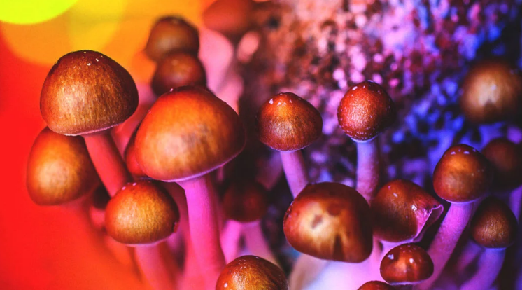 MedicalGoldCa's tweet photo. 5 important stats about psychedelics:  

🟠 8,000,000 people took mushrooms in 2023 in the United States 🇺🇸
🟠 Nearly 4,000,000 people microdosed  
🟠 61% of Americans support legal psychedelic therapy 
🟠 Psychedelic use quadrupled from 2019-2023 
🟠 Searches for microdosing grew by 1250% between 2015-2023  

#MedicalPsychedelics #psilocybin $CMPS $CYBN $MNMD