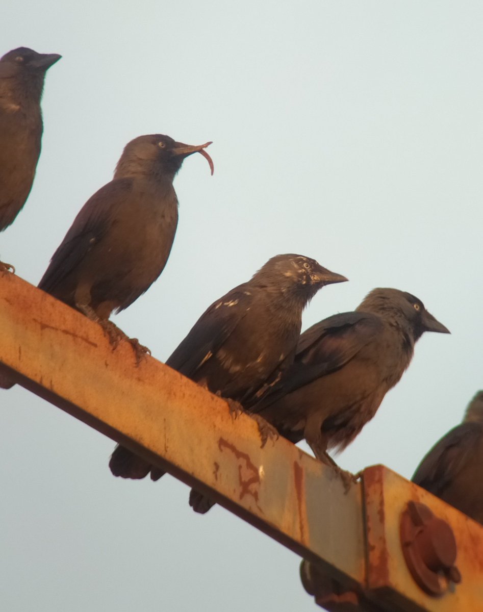 Caprichos de la naturaleza... 
Un par de grajillas peculiares. 
<a href="/SEO_BirdLife/">SEO/BirdLife</a>