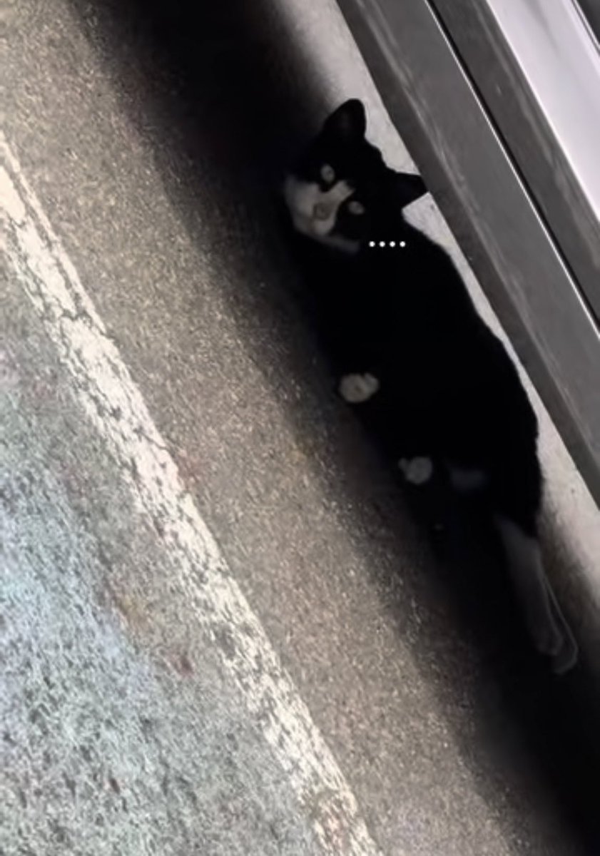 wsndeoki's tweet photo. san saw a stray cat under a car and fed him some treats i’m gonna cry https://t.co/nX3mZqC5VT