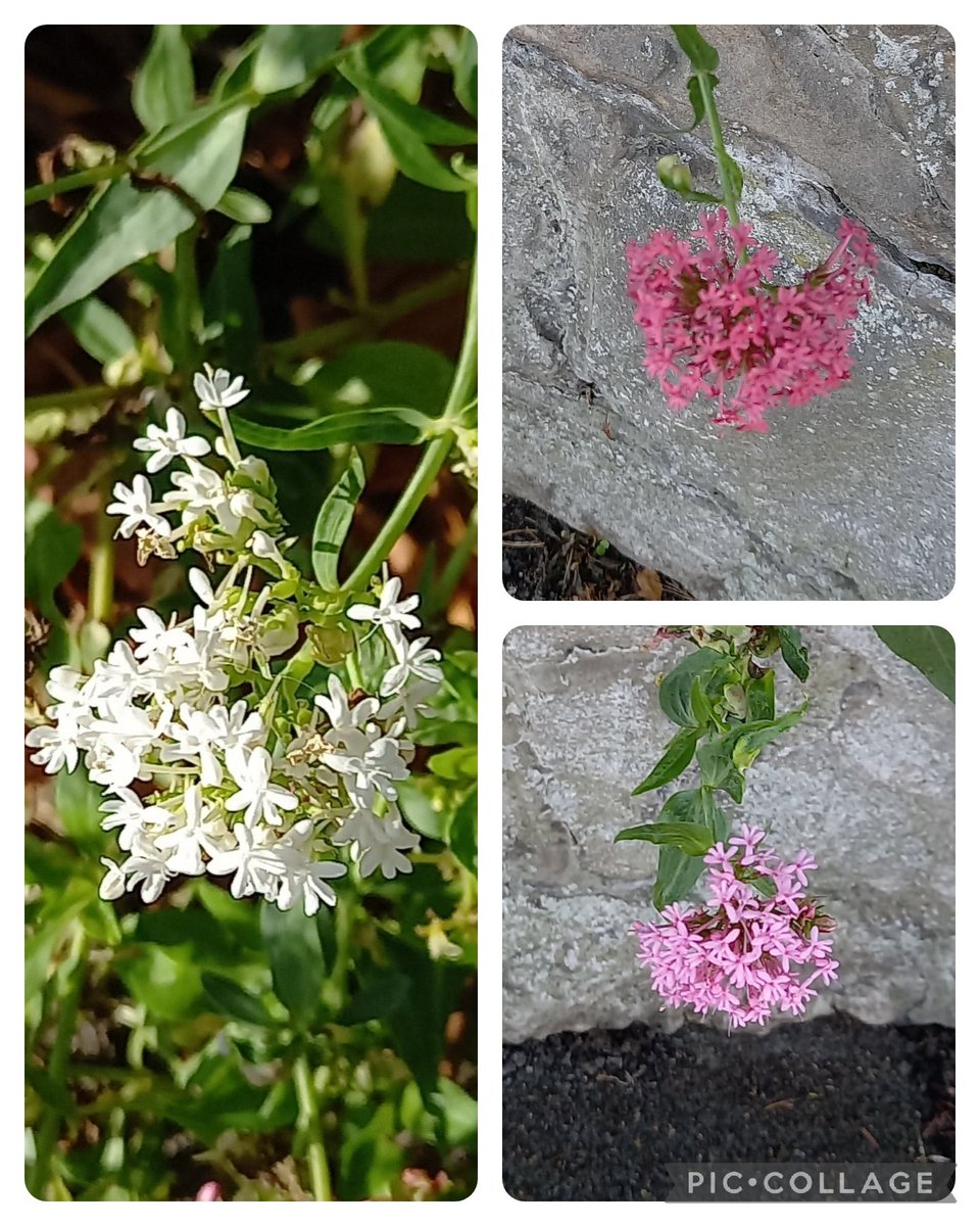 SuColeman's tweet photo. Was in London over the weekend and hardly saw any wildflowers. But saw some valerian in Colwyn Bay today so here is a late contribution for  #wildflowerhour #WhiteForm challenge....
White form Red valerian, Red valerian and pink form Red valerian @wildflower_hour https://t.co/bcGpOUgSJJ