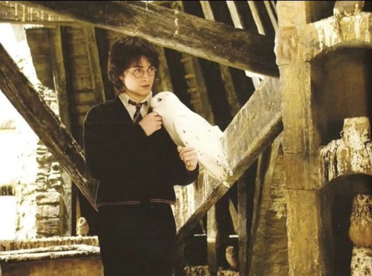 Adonis1768's tweet photo. "Harry with Hedwig" https://t.co/cFGEKVVl2Y
