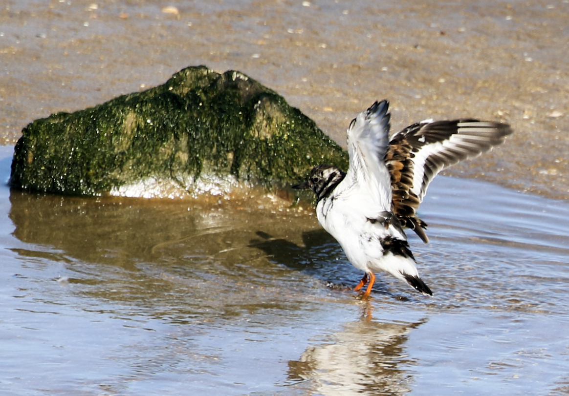 Here are some pics I have taken over the last few days. Still struggling and can't walk far without running out of breath, but all these were taken from car window! This is the Turnstone drying it's wings after bathing!
Enjoy!
<a href="/Natures_Voice/">RSPB</a>  <a href="/KentWildlife/">Kent Wildlife Trust</a> <a href="/NatureUK/">NatureUK</a>