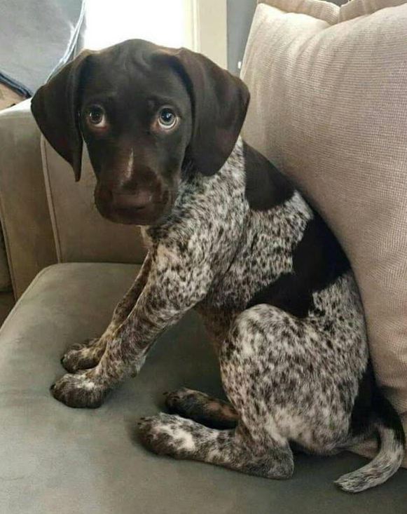 Tweets of Dogs tweet media