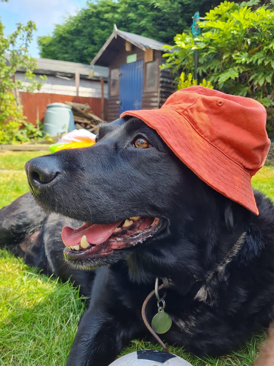 Professor Graham Williams tweet media