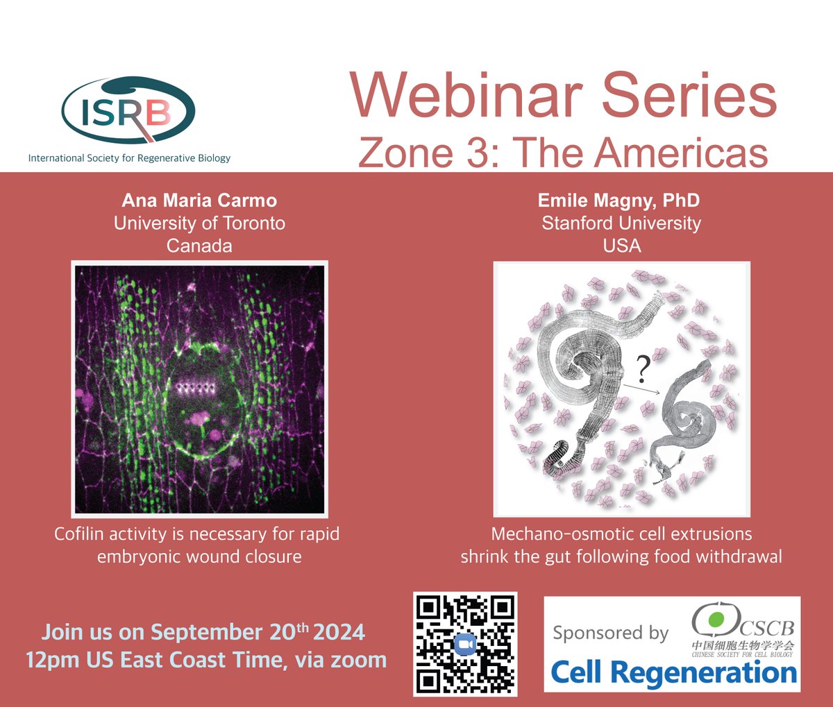 International Society for Regenerative Biology (@isrbio) on Twitter photo 🚨ISRB Webinar - The Americas 🚨 September 20th, 12pm US East Coast Time, featuring Ana Maria Carmo <a href="/carmo_anamaria/">Ana Maria Carmo</a> (@RFG_Lab) from University of Toronto and Emile Magny (<a href="/LOBrienLab/">Lucy O'Brien Lab</a>) from Stanford University. Find all details at: isrbio.org/event-5878602 🚨ISRB Webinar - The Americas 🚨 September 20th, 12pm US East Coast Time, featuring Ana Maria Carmo <a href="/carmo_anamaria/">Ana Maria Carmo</a> (@RFG_Lab) from University of Toronto and Emile Magny (<a href="/LOBrienLab/">Lucy O'Brien Lab</a>) from Stanford University. Find all details at: isrbio.org/event-5878602