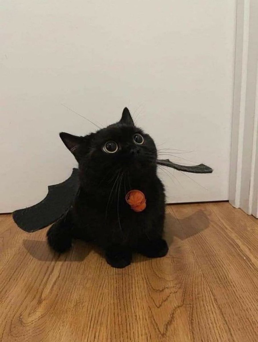 PunchingCat's tweet photo. he’s ready for halloween https://t.co/lifVOO6Yvs