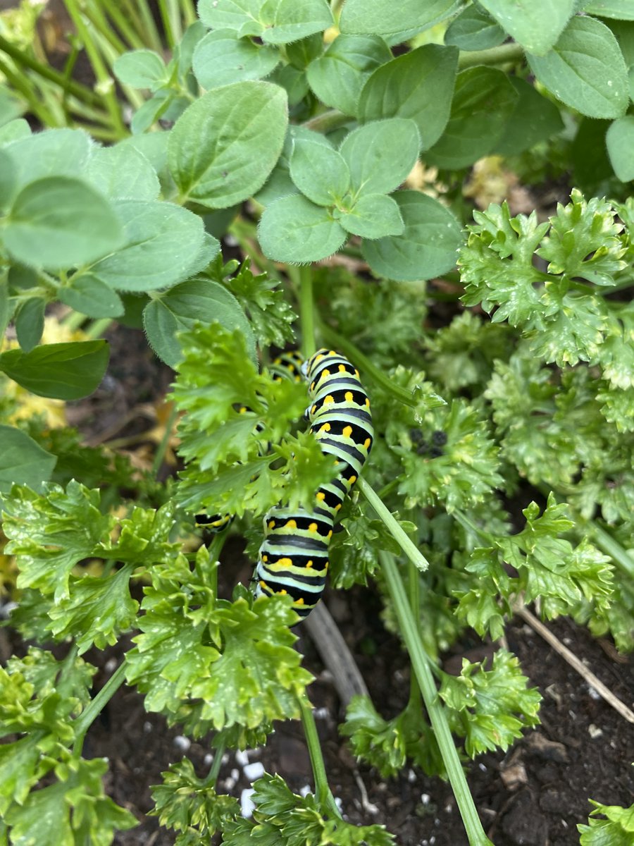 NurseReardon's tweet photo. Look what we found in the #PrimaryPatch today! The "Butterfly Whisperer" @moranb409 is on it, soon we will have beautiful Black Swallowtail Butterflies! 🦋🌱🐛 @rbpsEAGLES @RedBankSup @DreamBigRB @rbbef https://t.co/kLBuK3fOpe