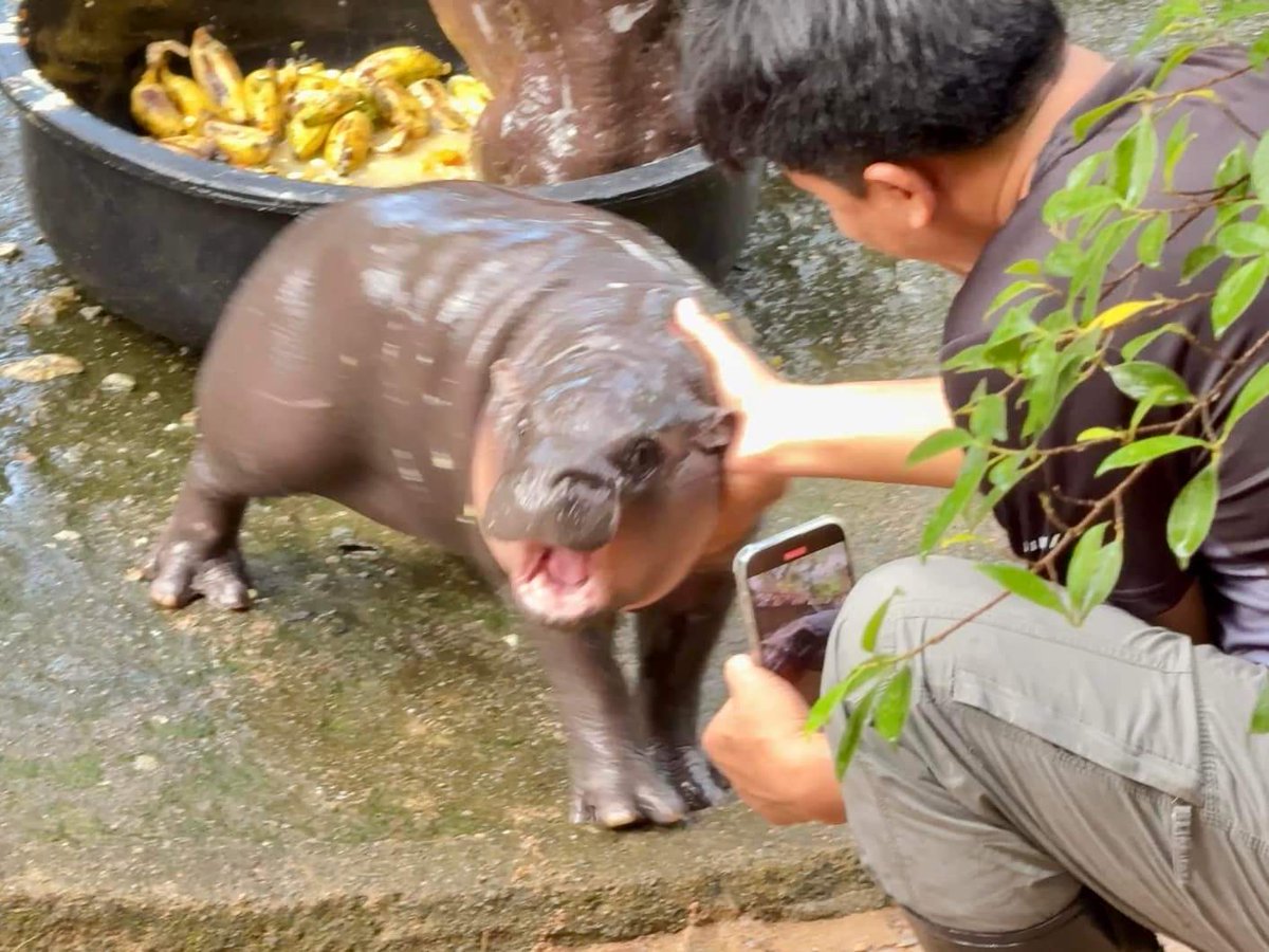 KhaokheowZoo's tweet image. หมูเด้ง โหมดอ่อนโยน น่ารักๆ

#น้องหมูเด้ง #ムーデン #豚肉団子
#เทรนด์วันนี้ 
#ที่เป็นกระแส 
#ไวรัล
#สมาชิกใหม่
#ลูกฮิปโปโปแคระ
#ฮิปโป #น่ารัก
#Khaokheowopenzoo
#PygmyHippopotamus #Hippo
#สวนสัตว์เปิดเขาเขียว #ชลบุรี