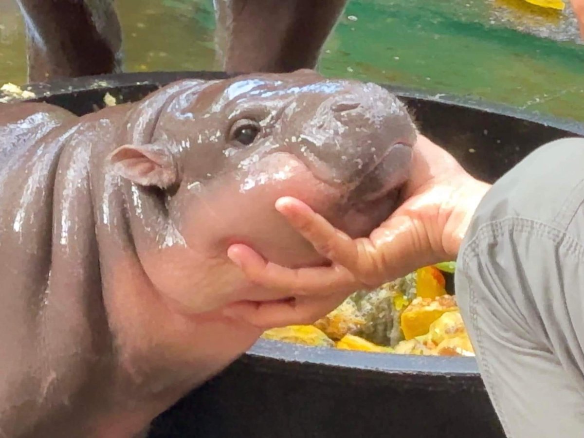 KhaokheowZoo's tweet image. หมูเด้ง โหมดอ่อนโยน น่ารักๆ

#น้องหมูเด้ง #ムーデン #豚肉団子
#เทรนด์วันนี้ 
#ที่เป็นกระแส 
#ไวรัล
#สมาชิกใหม่
#ลูกฮิปโปโปแคระ
#ฮิปโป #น่ารัก
#Khaokheowopenzoo
#PygmyHippopotamus #Hippo
#สวนสัตว์เปิดเขาเขียว #ชลบุรี