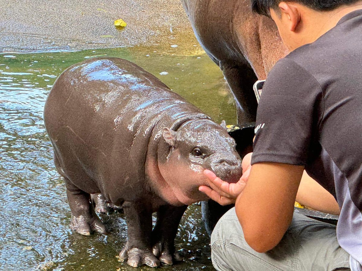 KhaokheowZoo's tweet image. หมูเด้ง โหมดอ่อนโยน น่ารักๆ

#น้องหมูเด้ง #ムーデン #豚肉団子
#เทรนด์วันนี้ 
#ที่เป็นกระแส 
#ไวรัล
#สมาชิกใหม่
#ลูกฮิปโปโปแคระ
#ฮิปโป #น่ารัก
#Khaokheowopenzoo
#PygmyHippopotamus #Hippo
#สวนสัตว์เปิดเขาเขียว #ชลบุรี