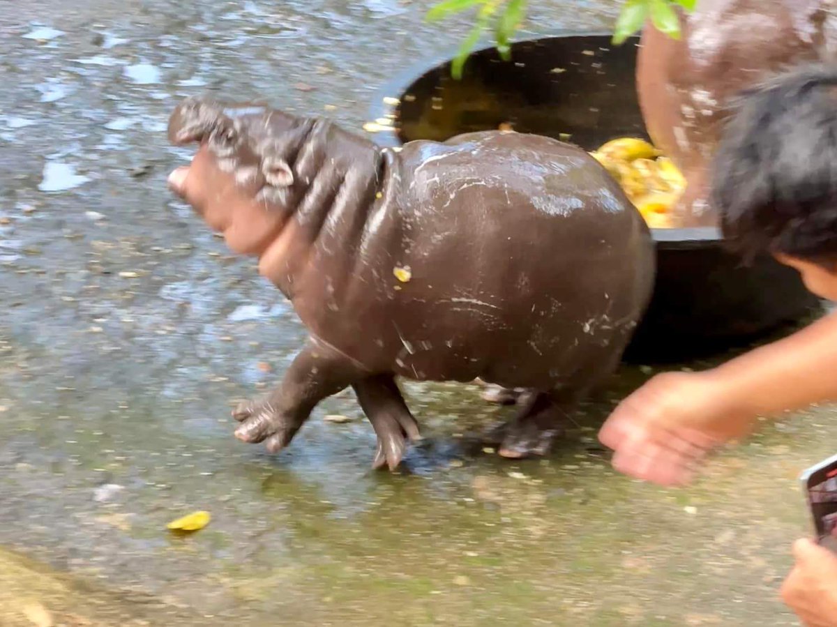 KhaokheowZoo's tweet image. หมูเด้ง โหมดอ่อนโยน น่ารักๆ

#น้องหมูเด้ง #ムーデン #豚肉団子
#เทรนด์วันนี้ 
#ที่เป็นกระแส 
#ไวรัล
#สมาชิกใหม่
#ลูกฮิปโปโปแคระ
#ฮิปโป #น่ารัก
#Khaokheowopenzoo
#PygmyHippopotamus #Hippo
#สวนสัตว์เปิดเขาเขียว #ชลบุรี