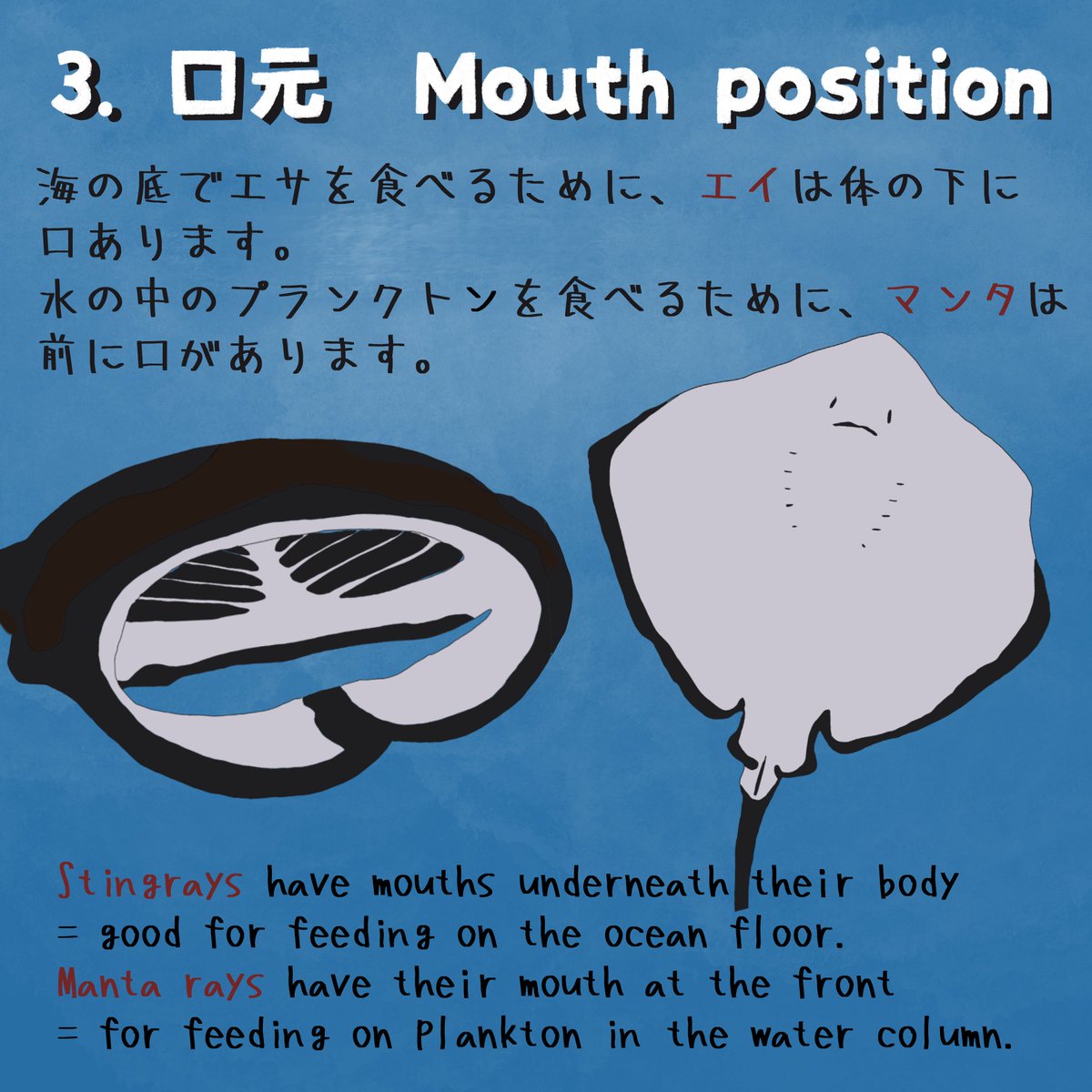 Happy #WorldMantaDay! 🌊 Celebrate manta rays &amp; learn the key differences between them and stingrays! Check out our infographic by Rika Ozaki, a research intern at OIST who's researching rays in Okinawa to aid conservation.