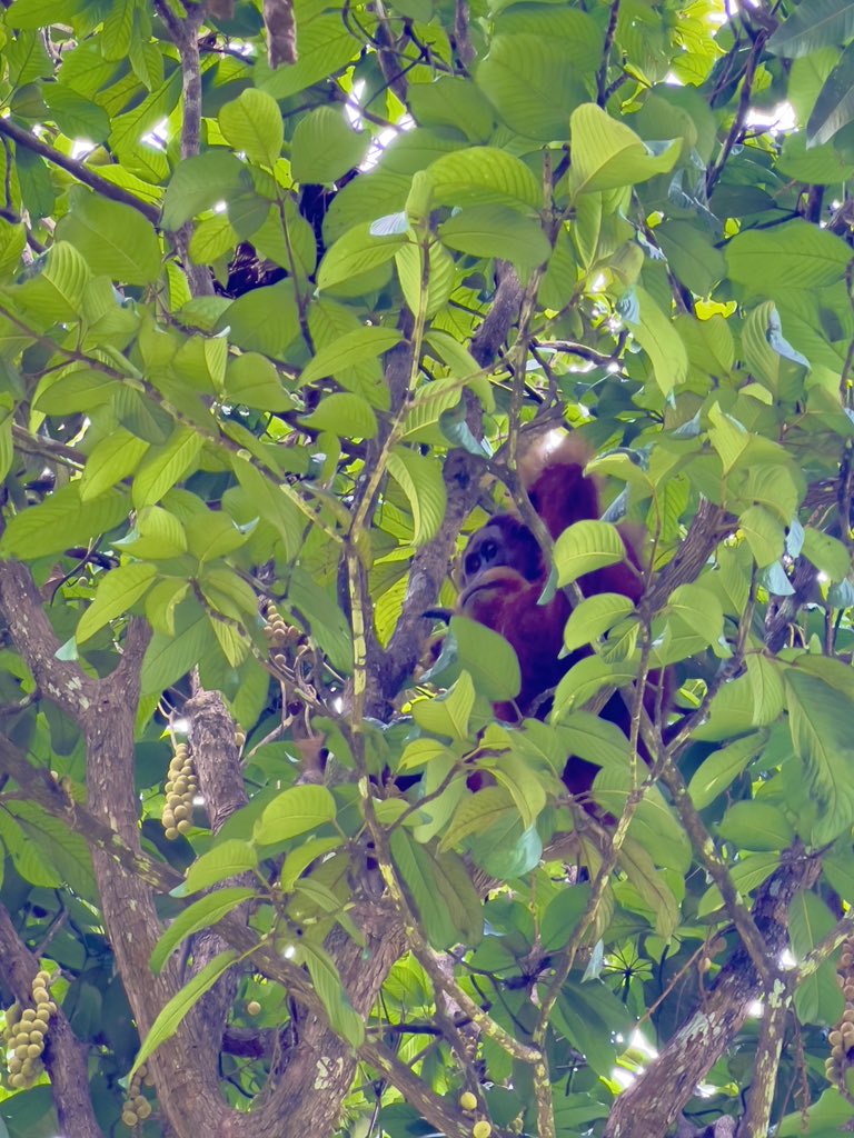 katiewarren07's tweet photo. First day trekking the jungle and a first orangutan 🦧 fingers crossed for some more tomorrow 🤞🏻
•
•
#Orangutang #Monkey #BukitLawang #Samartra #Indonesia #Travel #TravelGram #Travelling #GirlsWhoTravel #GirlsWhoTravelSolo #EcoLodge #ExoLodgeIndonesia #JustStrong #Exodus https://t.co/nFHHRzPtmO