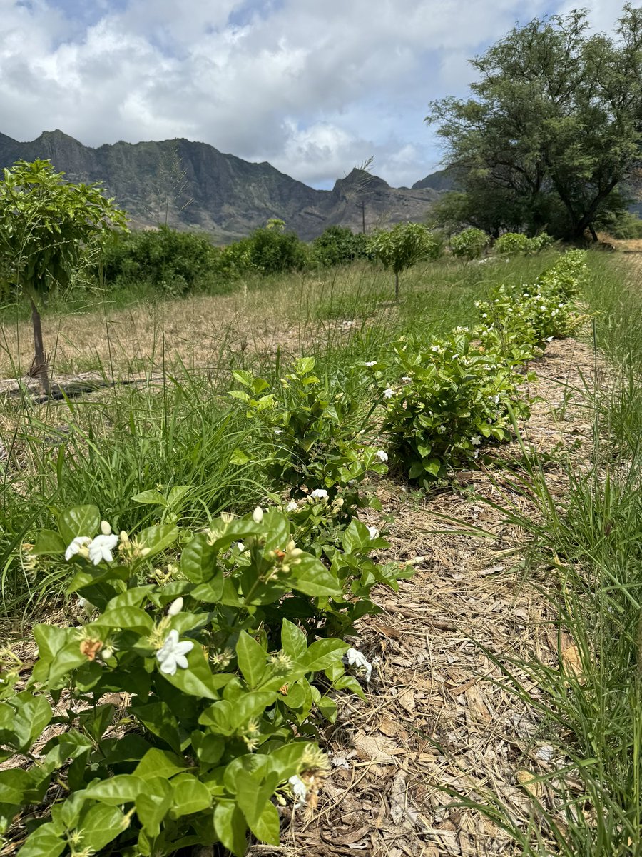 Did you know that over 80% of the lei purchased in Hawaii are imported flowers?

The Lei Poinaʻole Project is focused on revitalizing &amp; supporting the lei industry in Hawaiʻi with initial focus on more propagation of native flowers with community access.

leipoinaoleproject.org