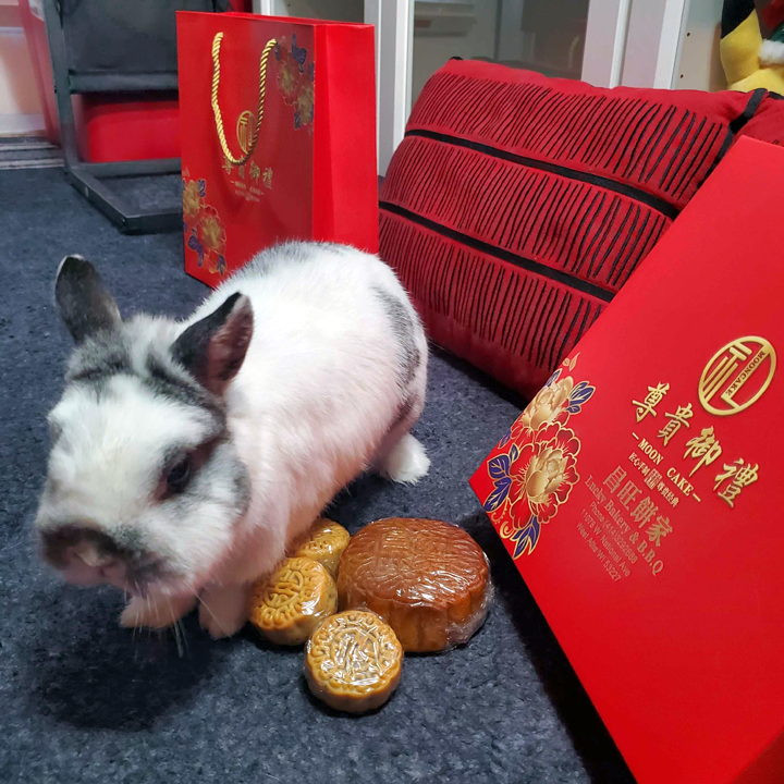 Mr. Ham 🏳️🌈🐹 tweet media
