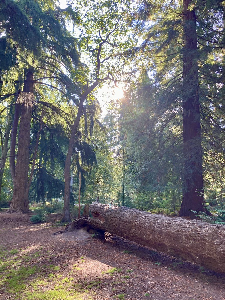A/L and back to nature, beautiful &amp; peaceful exploring new areas for walking 🌲🪵🍀