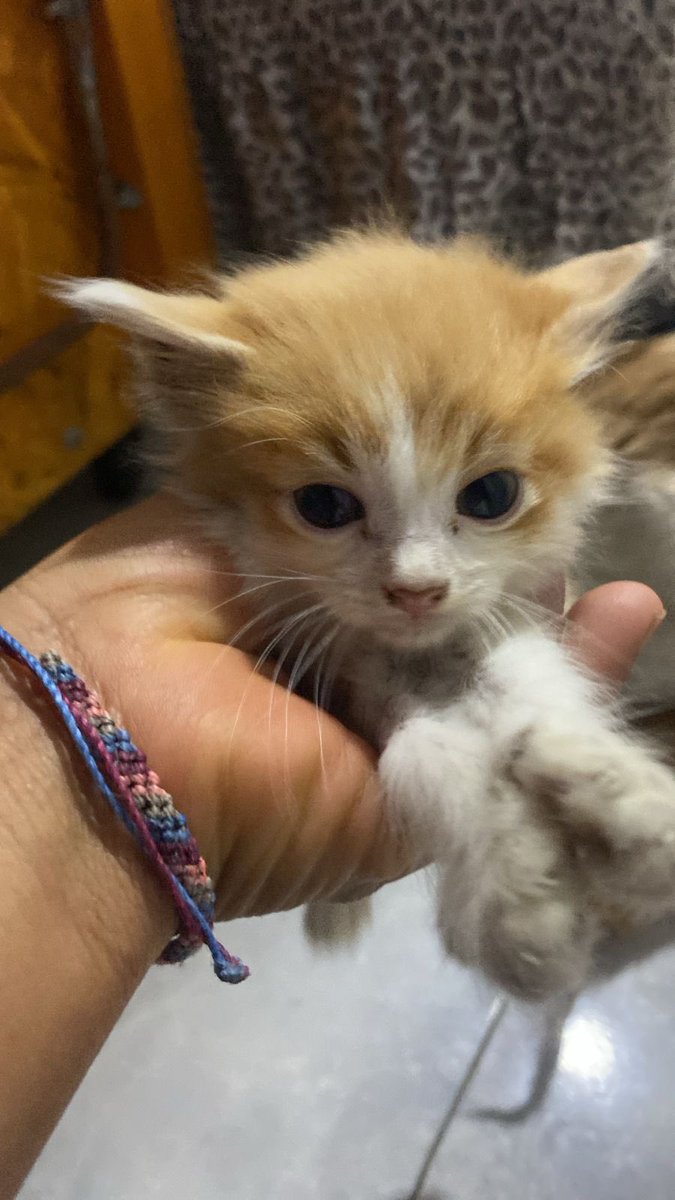 antoptm's tweet photo. Se busca hogar para estos dos gatitos❗️🆘 Son muy tiernos
Compartir porfis 😭 https://t.co/d3QqunYaya