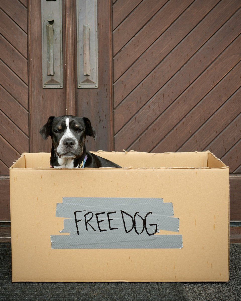 dennyhamlin's tweet image. Lulu is in search of a good home for the remainder of my championship run