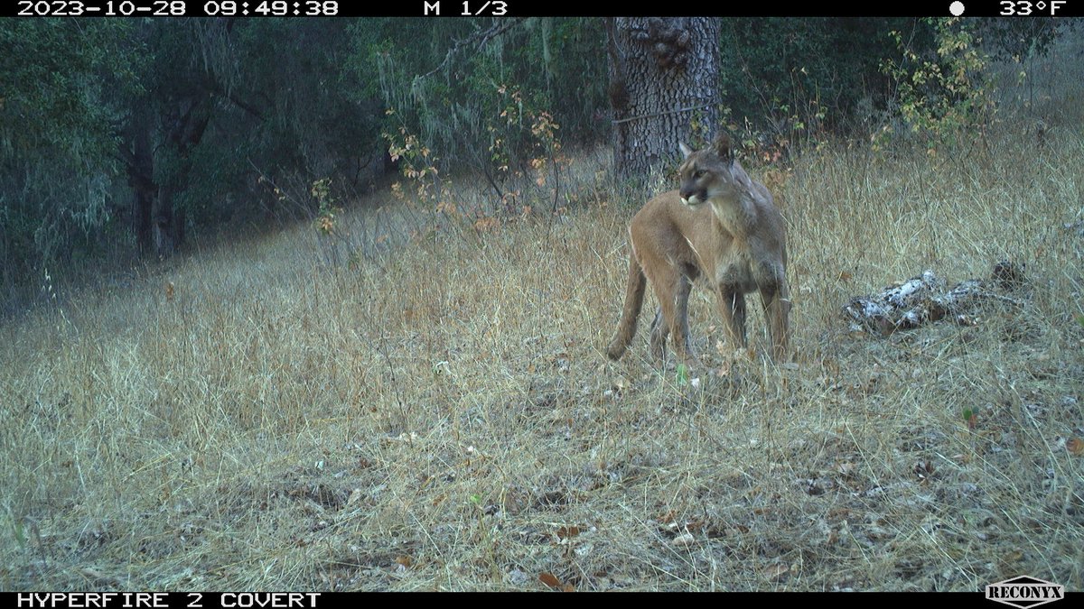 Kendall Calhoun (@kenleecalhoun) on Twitter photo Celebrating #ResearchMonday for #BlackMammalogists Week by sharing some of my recent favorite camera trap photos. Camera traps are an excellent way to understand how animal behavior and habitat preferences may change following fire📸 <a href="/HastingsReserve/">HastingsReserve</a> <a href="/UCBORR/">BORR</a> @ Quail Rdige Reserve Celebrating #ResearchMonday for #BlackMammalogists Week by sharing some of my recent favorite camera trap photos. Camera traps are an excellent way to understand how animal behavior and habitat preferences may change following fire📸 <a href="/HastingsReserve/">HastingsReserve</a> <a href="/UCBORR/">BORR</a> @ Quail Rdige Reserve