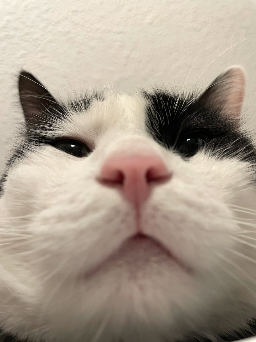 handisgo's tweet image. şans bebosu