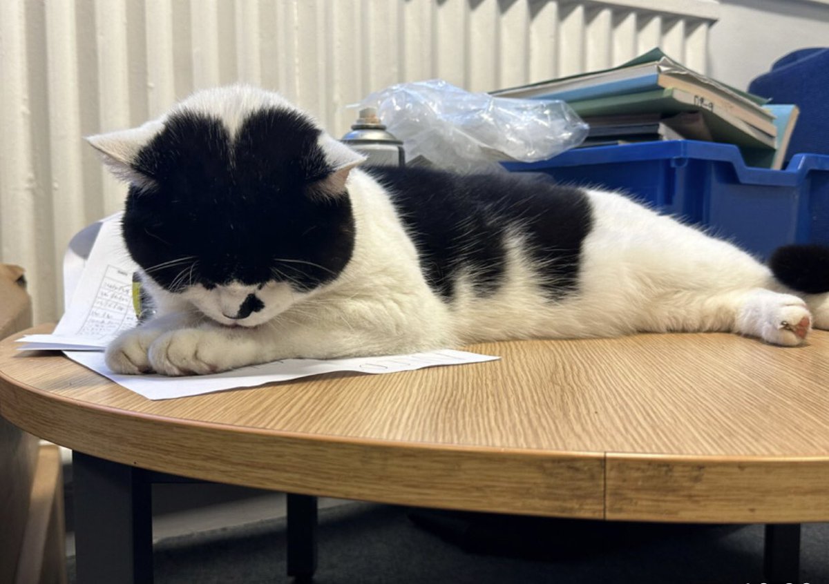 stationmoggy's tweet image. How it started ..doing rePAWts 📄 🖊️ today..how it ended 🙀sorry Sarge I tried my best 😹😹 💤 it was a reaaally busy night 🐭 🐀 🐭😹
#WorkingCats 🐈‍⬛ 
#PoliceWork 🚓 
#Asyouwere 💤