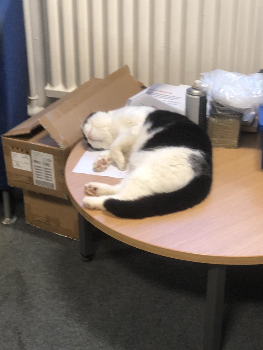 stationmoggy's tweet image. How it started ..doing rePAWts 📄 🖊️ today..how it ended 🙀sorry Sarge I tried my best 😹😹 💤 it was a reaaally busy night 🐭 🐀 🐭😹
#WorkingCats 🐈‍⬛ 
#PoliceWork 🚓 
#Asyouwere 💤
