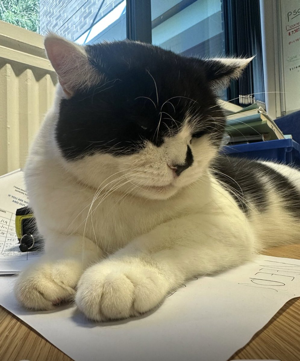 stationmoggy's tweet image. How it started ..doing rePAWts 📄 🖊️ today..how it ended 🙀sorry Sarge I tried my best 😹😹 💤 it was a reaaally busy night 🐭 🐀 🐭😹
#WorkingCats 🐈‍⬛ 
#PoliceWork 🚓 
#Asyouwere 💤