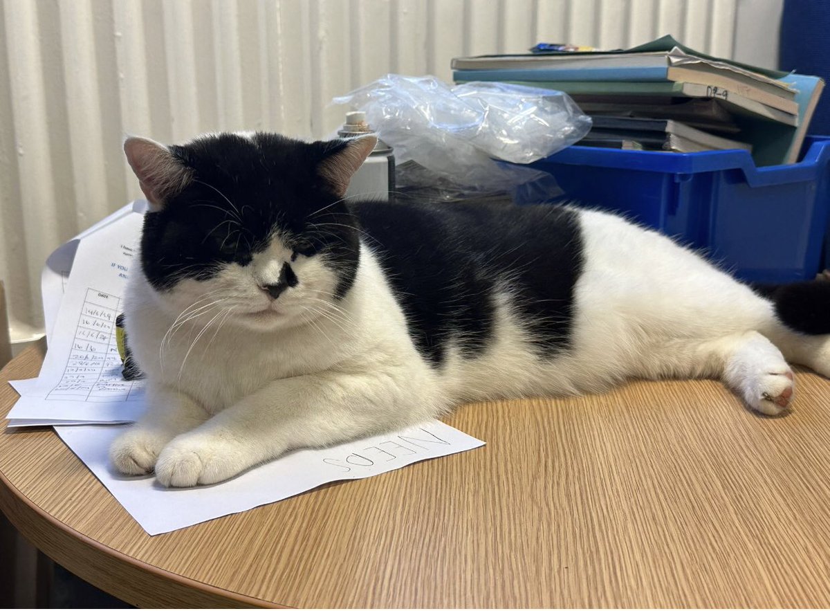 stationmoggy's tweet image. How it started ..doing rePAWts 📄 🖊️ today..how it ended 🙀sorry Sarge I tried my best 😹😹 💤 it was a reaaally busy night 🐭 🐀 🐭😹
#WorkingCats 🐈‍⬛ 
#PoliceWork 🚓 
#Asyouwere 💤