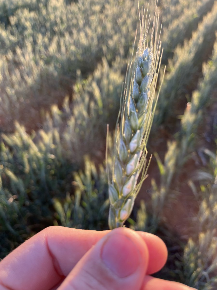 Frost sensitivity reduces through grainfill right? Or should I go bury my head in the non wetting sand #hayphobia