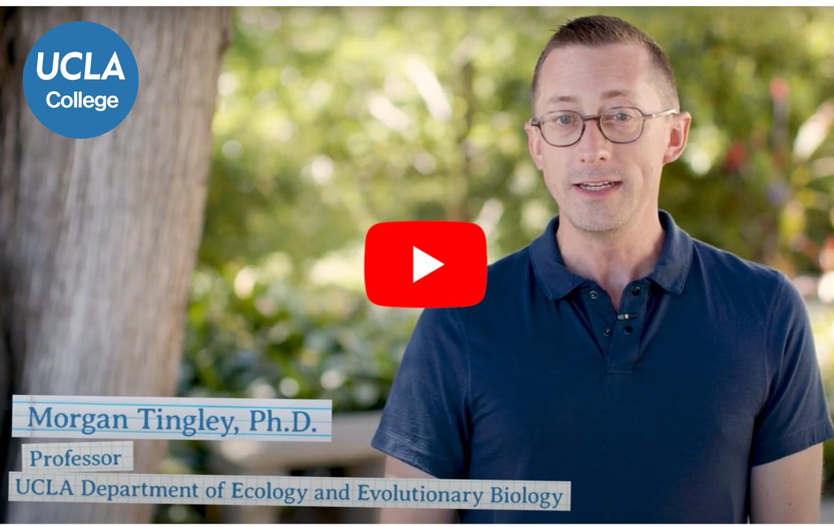 Why study birds? 
youtube.com/watch?v=l7DfLh…
In this video, full of fun facts, students and faculty from the UCLA Department of Ecology and Evolutionary Biology reveal why they study birds. 
(From the latest digital issue of UCLA College Magazine: newsroom.ucla.edu/stories/we-are…)