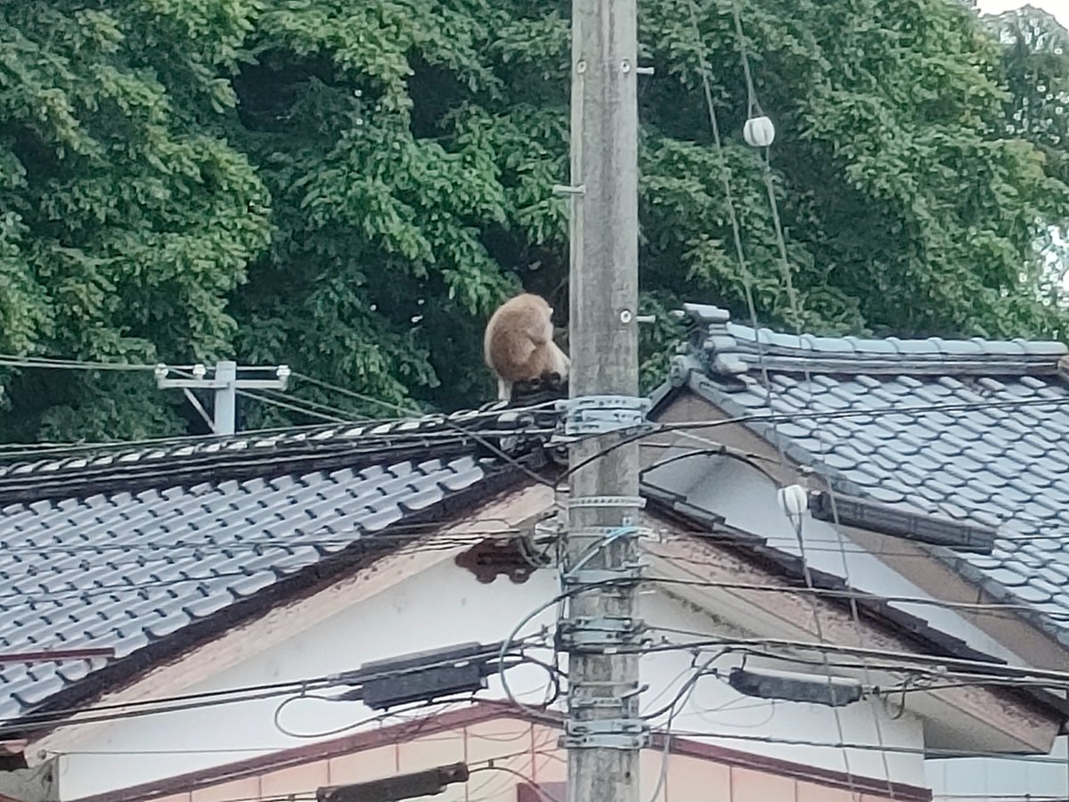 今日の朝も、猿で大騒ぎになった。
ブドウも食べに来るので、実を全部落としたけど
どうなることやら・・・・・・・