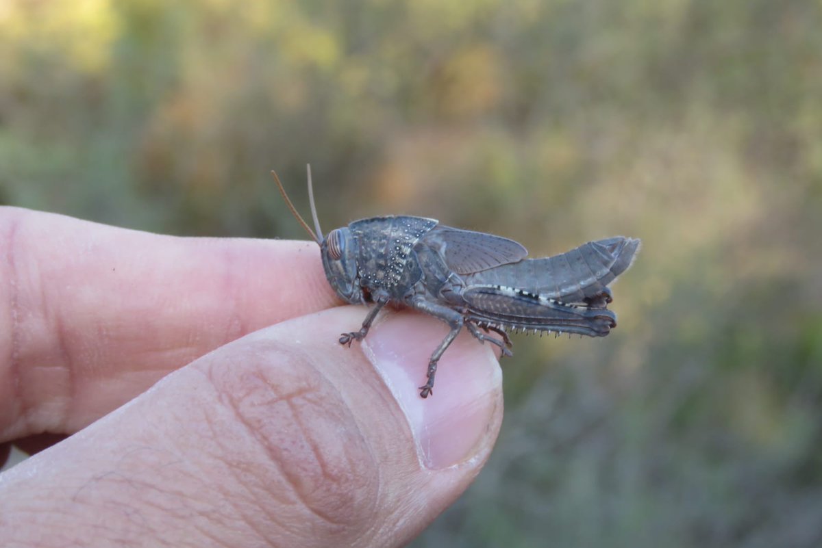 Daniel Espejo Fraga tweet media