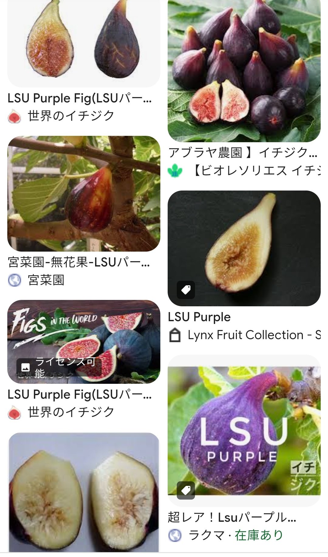 イチジク苗 LSUシャンパーニュ 取り木苗 イチジクの良苗。LSU