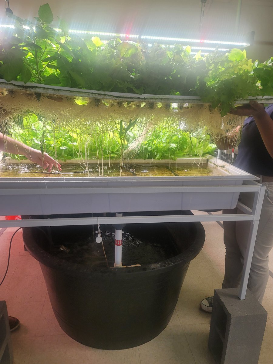 tylerlovesteach's tweet photo. There isn't only 1 Aquaponics program in @ebrpschools ....come see us at @EvaLegardCenter https://t.co/qbPU7h1lZP