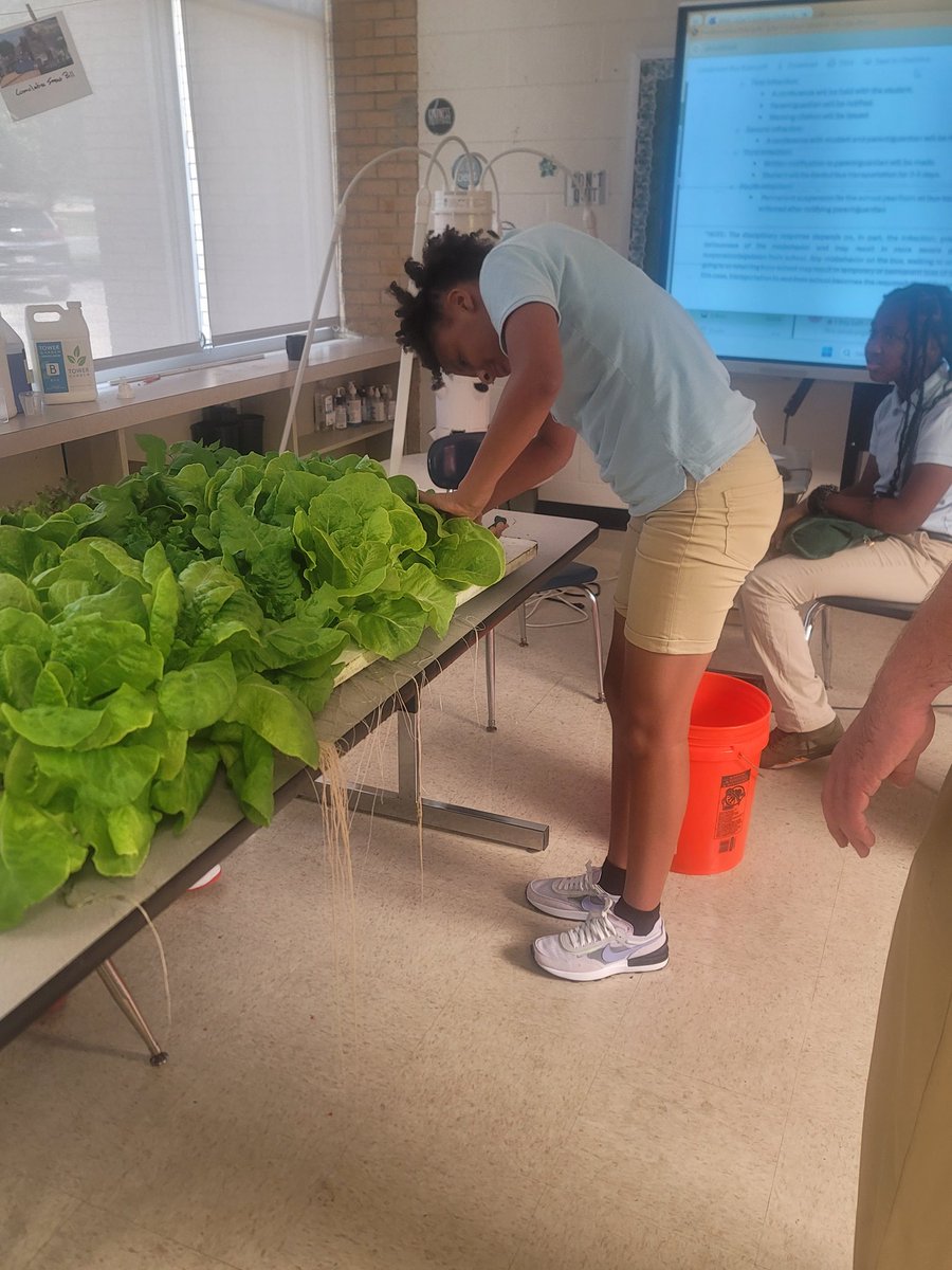 tylerlovesteach's tweet photo. There isn't only 1 Aquaponics program in @ebrpschools ....come see us at @EvaLegardCenter https://t.co/qbPU7h1lZP