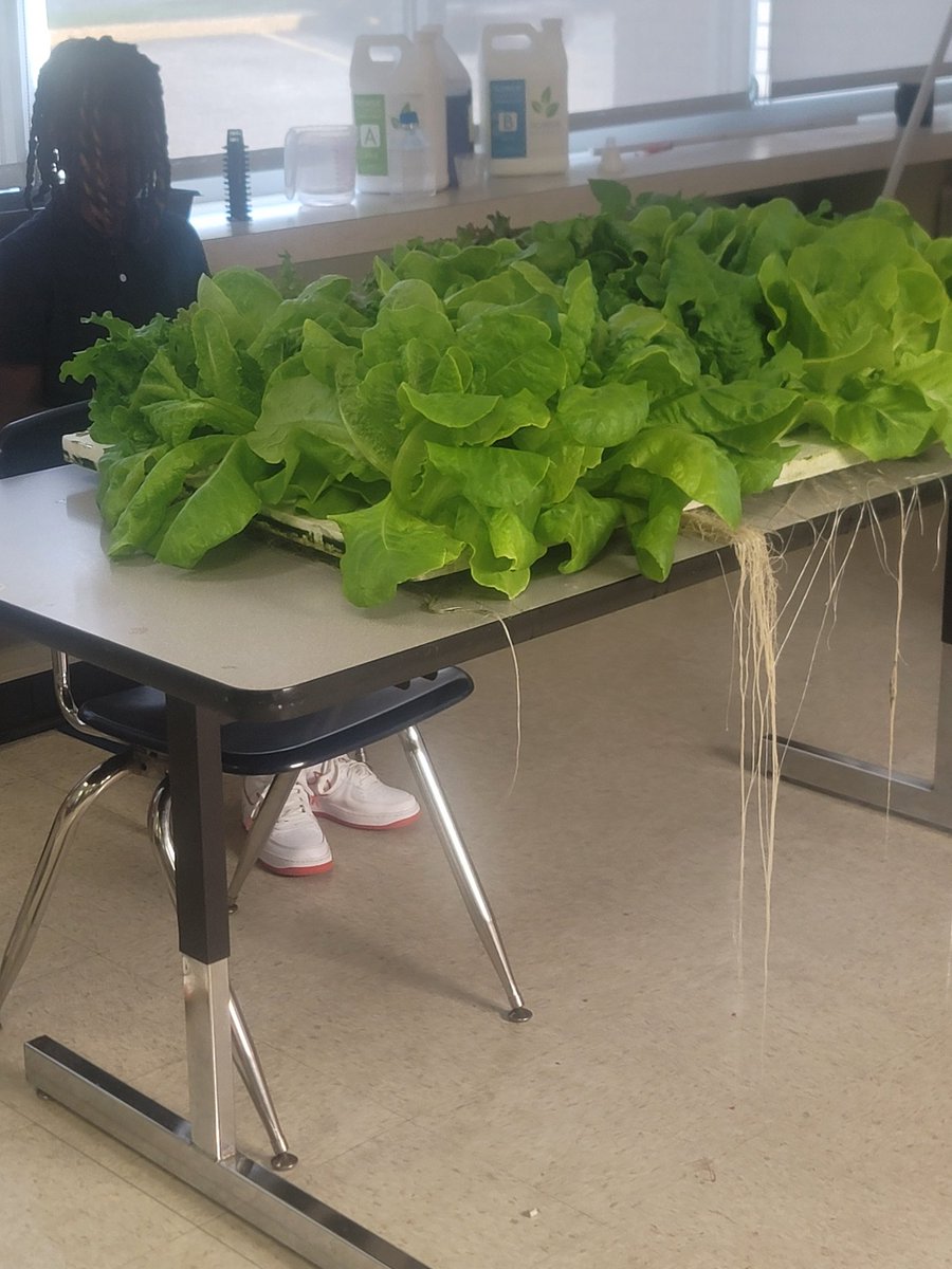 tylerlovesteach's tweet photo. There isn't only 1 Aquaponics program in @ebrpschools ....come see us at @EvaLegardCenter https://t.co/qbPU7h1lZP