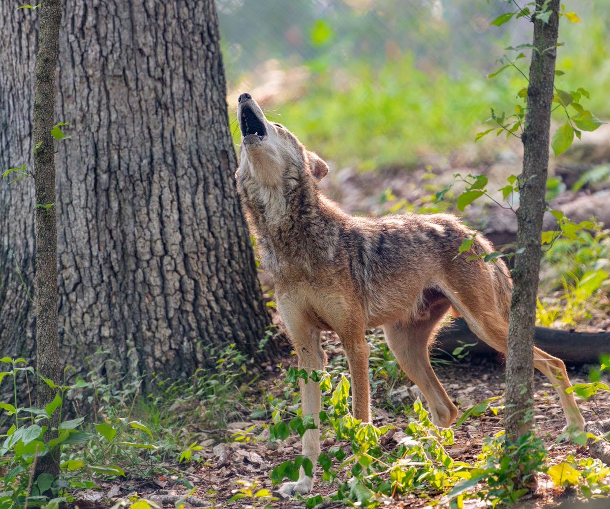 STLWolfCenter's tweet photo. The #WolfFest music lineup is here!

🎶 Devon Cahill from 10:30 am-12:30 pm
🎶 Nat Lefkoff from 1-2 pm
🎶 Mike &amp; Tori from 2:30-3:30 pm

Want to attend our fall festival on October 19th? Reserve your ticket today to get the EARLY-BIRD discount: https://t.co/lJAeYdqjTv
#stlevents https://t.co/C9oFjjPKok