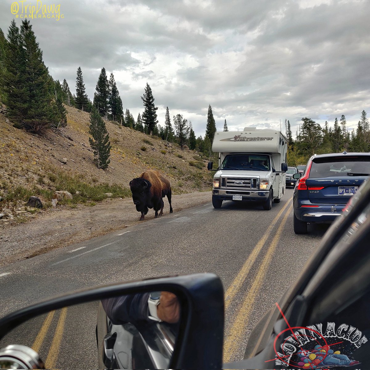 TripDawg's tweet photo. 🦬
I was at Yellowstone National Park - North Entrance in Gardiner - https://t.co/lBO5YZuclc
#WXTwitter
#MTwx
☁️🌥️🌤️☀️🌥️🌤️☁️
#CameraGang
https://t.co/HDUR8SCtaa🔗 https://t.co/JznpLNcD5N