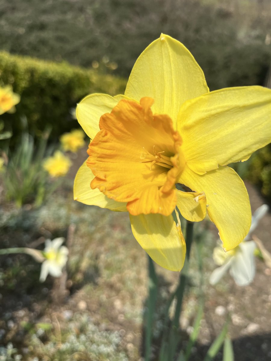 @VisualsbySauter The Lovely Welsh Daffodil