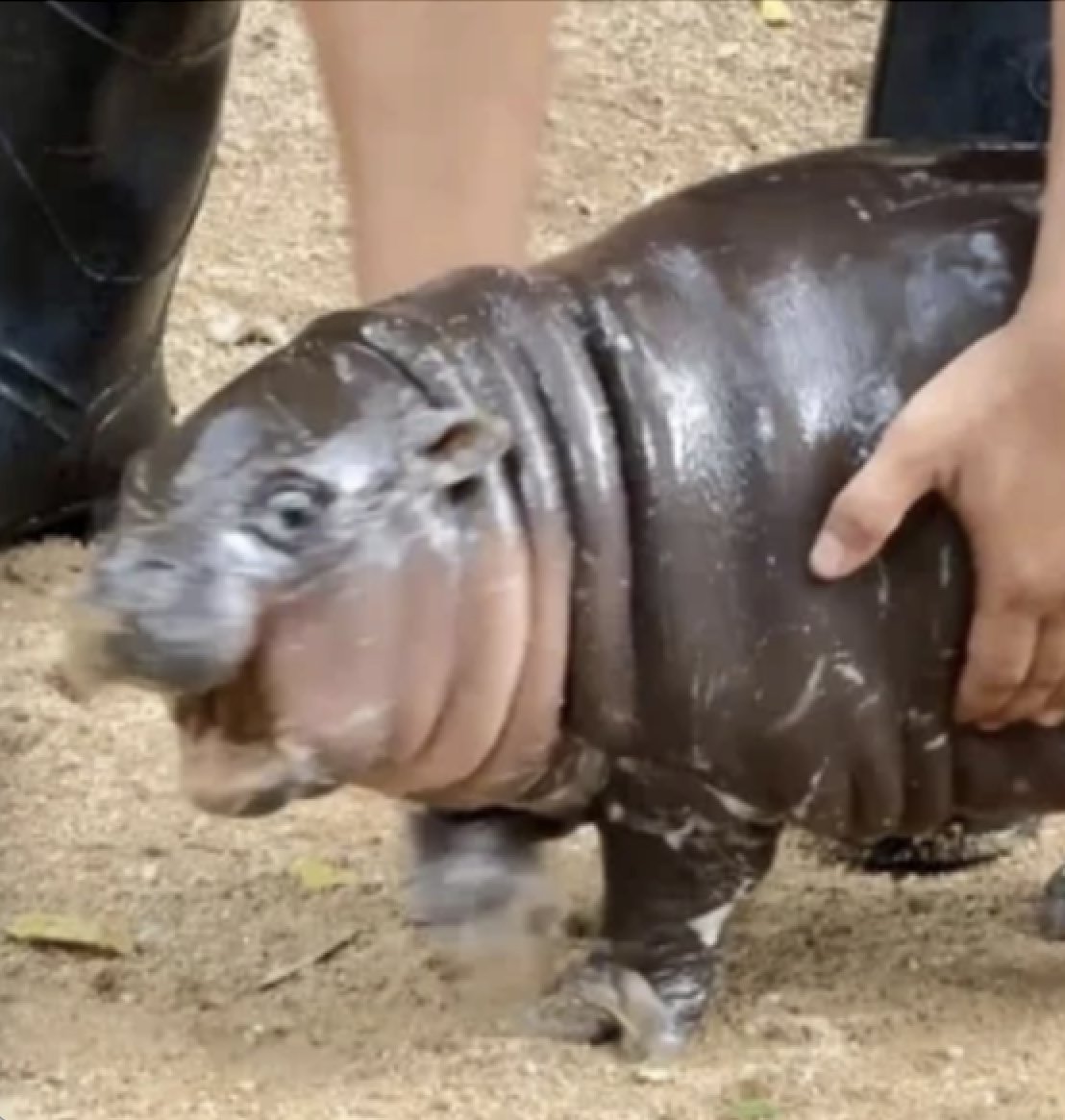 Rover.com tweet media