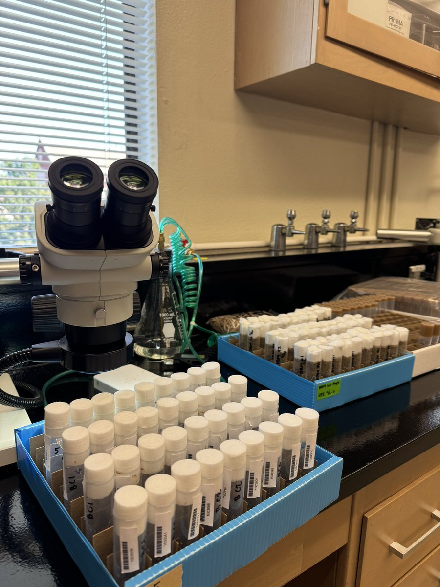 Mdmefta's tweet photo. Research with Drosophila at the University of Oklahoma. New model for me
#Drosophila #HeavyMetal #Biology https://t.co/gXem3U6D5c