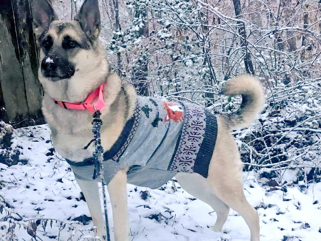 _Sudden_Shift_'s tweet photo. @DogLovers03 Luna https://t.co/ga7BdYl94h