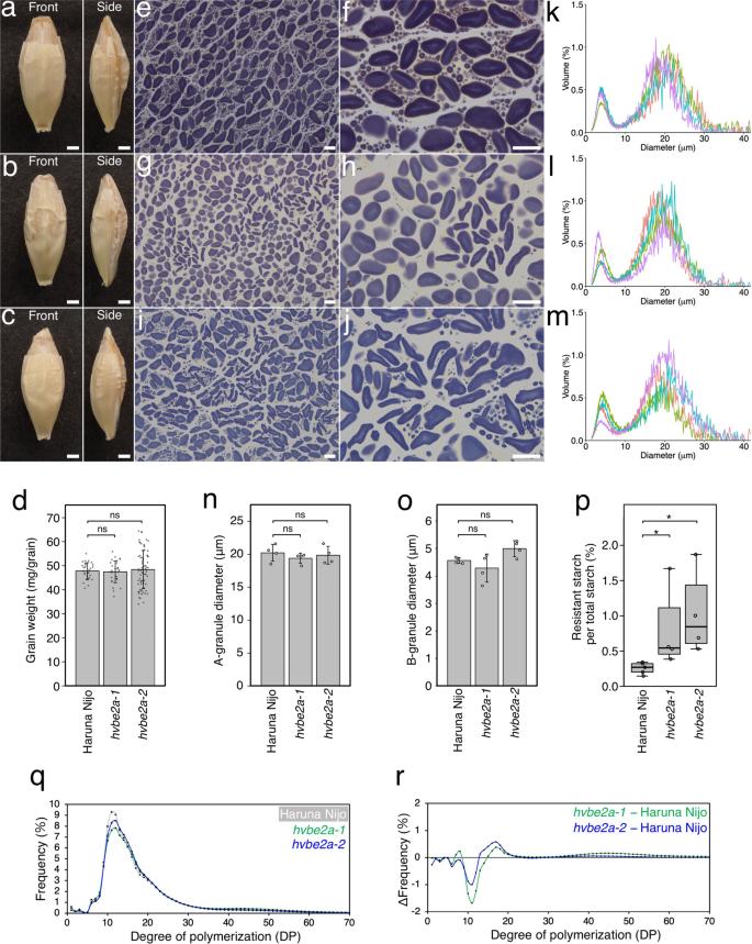TheorApplGenet's tweet photo. Mutations in starch enzyme found to suppress traits caused by loss of ISOAMYLASE1 in barley.

https://t.co/IsJgAsrcDw https://t.co/293uFjjDIZ
