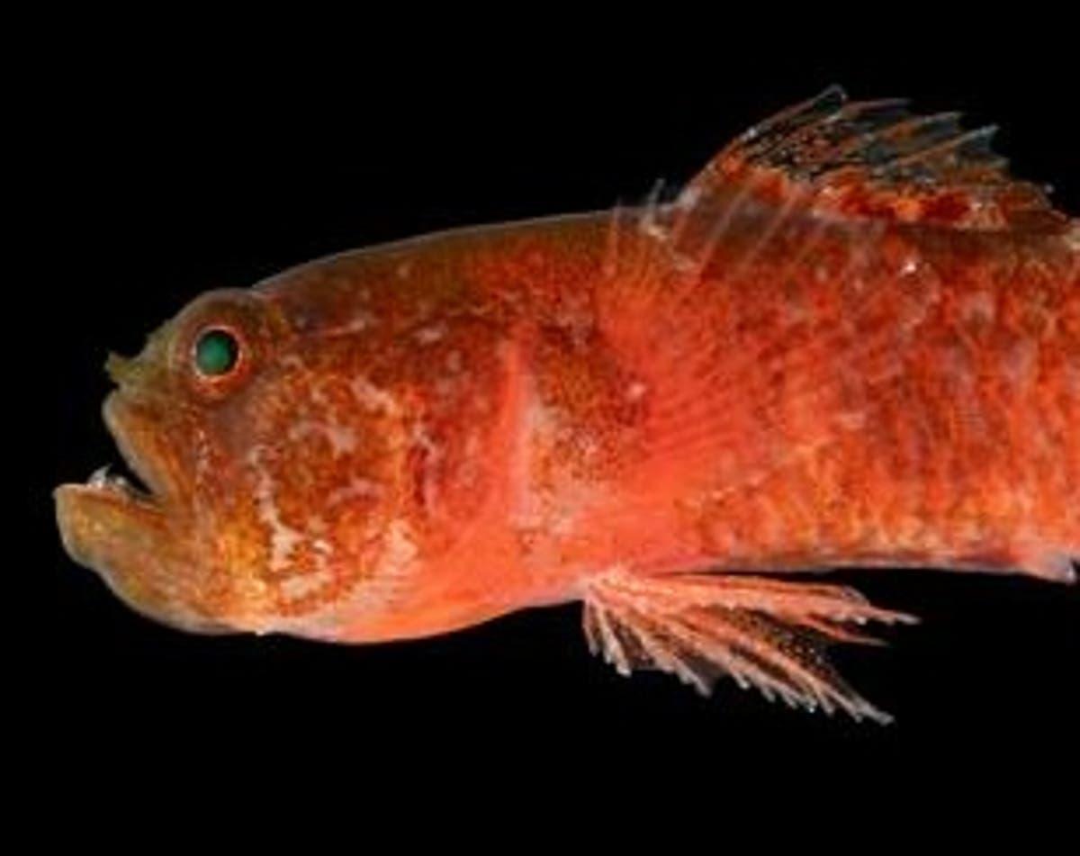 Independent's tweet photo. New ‘Grumpy’ fish species discovered in Red Sea https://t.co/kbodxXuDlT https://t.co/73xcpS8cQX